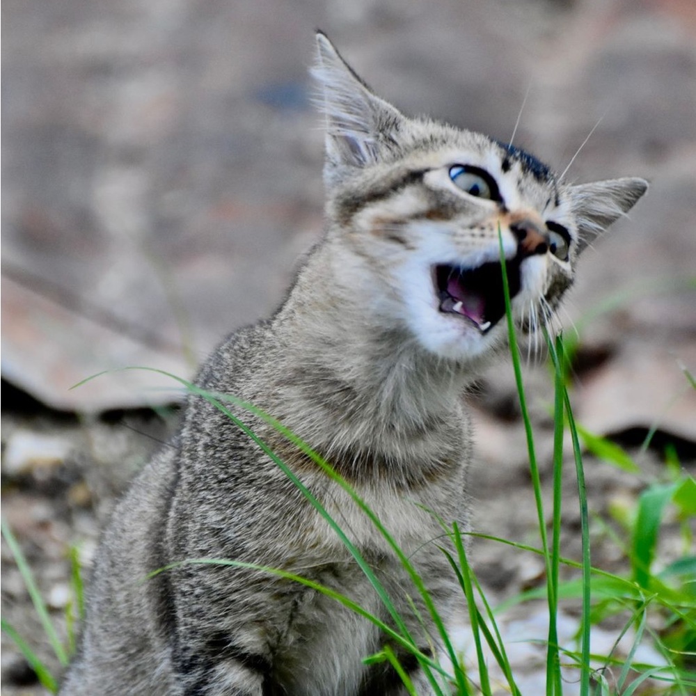 Meet your Posher, Sumn